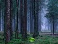 Gra Mistyczny zachód słońca w lesie  w Internecie