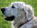 Gra Puzzle Zwierzęta udomowione  w Internecie