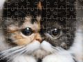 Gra Puzzle z egzotycznymi kotami  w Internecie