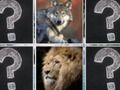Gra Memory Match Animals w Internecie