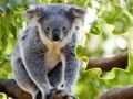Gra Jigsaw Jam Animal w Internecie