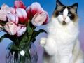 Gra Puzzle śmieszne koty  w Internecie