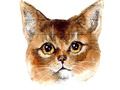 Gra Abyssinian Puzzle Challenge w Internecie