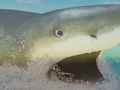 Gra La Shark w Internecie