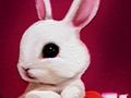 Gra Back to School: Rabbit Coloring Book w Internecie