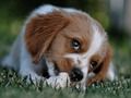 Gra Doggy Jigsaw w Internecie