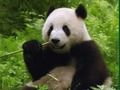 Gra Puzzle Pandy  w Internecie