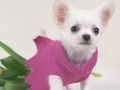 Gra Puzzle Cute Puppies  w Internecie