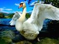Gra Swans zjeżdża w Internecie