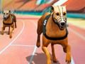 Gra Crazy Dog Racing Fever  w Internecie