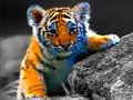 Gra Jigsaw Wild Baby Animals  w Internecie