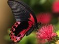 Gra Natura Motyl Puzzle  w Internecie