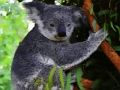 Gra Słodki mały miś koala  w Internecie