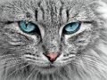 Gra Puzzle Cat Eye  w Internecie