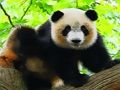 Gra Słodka mała panda  w Internecie