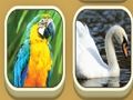 Gra Dopasuj zoo  w Internecie
