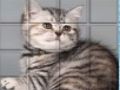 Gra PicPu Kot  w Internecie