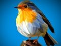 Gra Poly Bird Jigsaw  w Internecie
