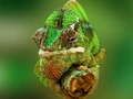 Gra Puzzle kameleon  w Internecie