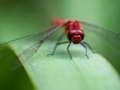 Gra Układanka Dragon Fly  w Internecie