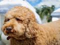Gra Puzzle Labradoodle  w Internecie