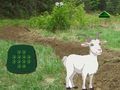 Gra Koza Znajdź Dziecko  w Internecie