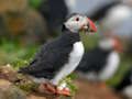 Gra Układanka dla ptaków Puffin  w Internecie