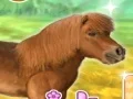 Gra My Dear Pony w Internecie