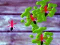 Gra Smash Ants w Internecie