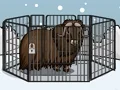 Gra Rescue The Musk Ox w Internecie