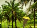 Gra Escape From Coconut Land w Internecie