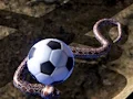 Gra Python Snake Simulator w Internecie