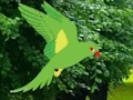 Gra Parrot Find The Nest w Internecie