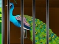 Gra Liberate the Caged Beauty w Internecie