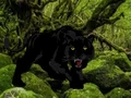 Gra Escape from Black Panther Forest w Internecie