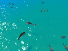 Gra Hungry Shark Hunt w Internecie