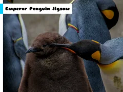 Gra Emperor Penguin Jigsaw w Internecie
