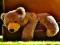 Gra Plush Teddy Bear w Internecie