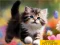 Gra Puzzle Sliding Kittens w Internecie