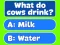 Gra Trivia! Best Family Quiz w Internecie