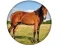 Gra Animal Quiz w Internecie