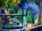 Gra The Witch of Egrya w Internecie
