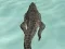 Gra Crocodile Simulator Beach Hunt w Internecie