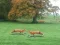 Gra Hunted Fox w Internecie