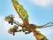 Gra Dragons: Drachenrennen w Internecie