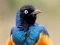 Gra Animal Puzzle: Wildlife & Logic w Internecie