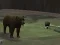 Gra Bear Den w Internecie