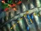 Gra Fishing King w Internecie