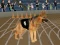 Gra Crazy Dog Racing Fever w Internecie