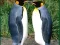 Gra Penguin Puzzle w Internecie